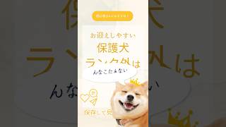 保護犬飼いやすさランキング番外編