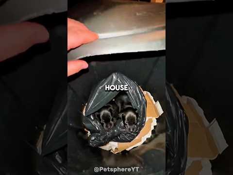 How can he do this to the puppies 😭 #shorts