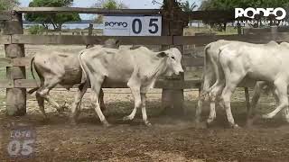 LOTE 5