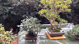 Bonsai lovers garden in the suburbs