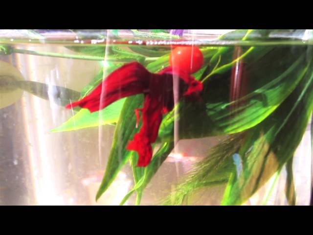 Betta Fish Plays Soccer 2