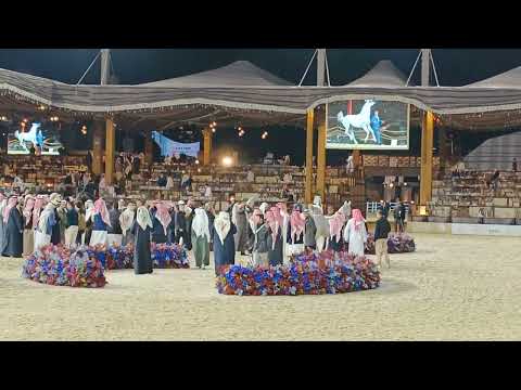 Arabic horse festival show number  one position horse SULTAN Al ZOBARA best regards #bestvideo91