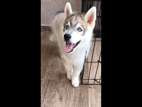 Siberian Husky Puppies Available Call or Whatsapp On +91 70424 50221