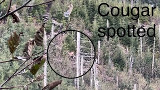 Cougar spotted !!| 2022 Oregon Elk Hunt
