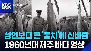 노인과 바다의 뿔치가 제주 바당에!…“신바람” [그때 제주는] / KBS  2025.11.28.