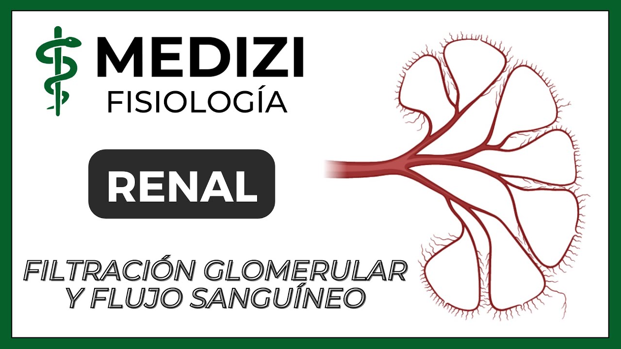 Fisiología Renal - Filtración glomerular y flujo sanguíneo renal (IG:@doctor.paiva)