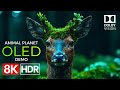 Animal Planet OLED Demo HDR 8K Ultra HD Dolby Vision 60fps