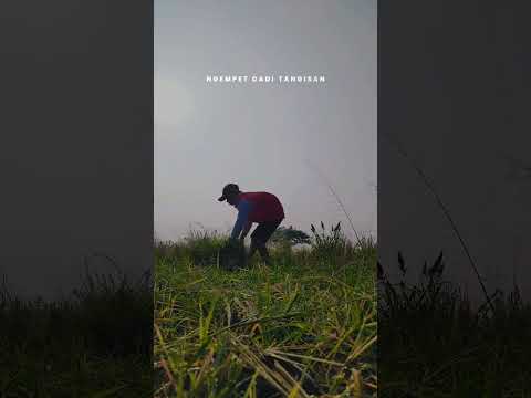 Literasi garangan | Rodo panguripan | Story WA Jawa #storywa30detik #shorts #viral