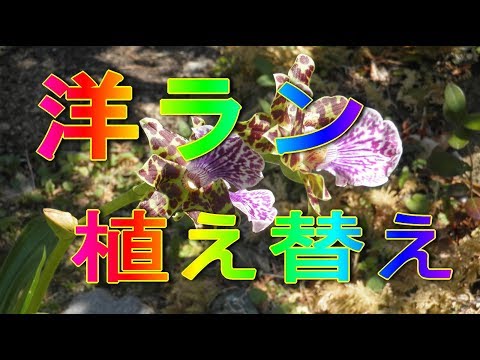 園芸 ジゴペタルム