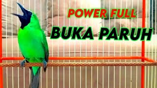 Download lagu Masteran Dan Terapi Cucak Ijo Drop Mental,Birahi Melet & Macet Bunyi Dengar ini Auto Langsung Nyaut. mp3 Download lagu Masteran Dan Terapi Cucak Ijo Drop Mental,Birahi Melet & Macet Bunyi Dengar ini Auto Langsung Nyaut. mp3