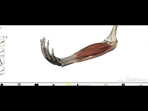 Flexor carpi ulnaris 4