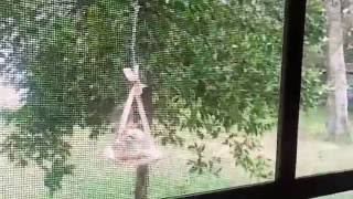 Cardinal on Teacup Birdfeeder