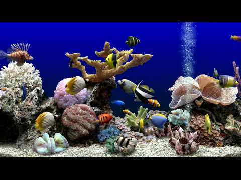 Soothing Fish Tank For Cats | Aquarium Water Sounds | Focus, Sleep & Meditation | 6 Hours