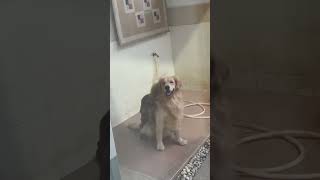 Funny doggo, got raped 😂