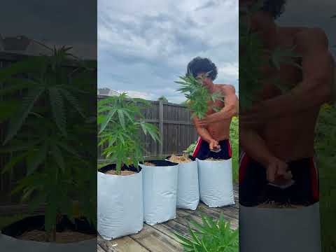 Grow Cannabis Day 1-120🍃⛽️Easy Seed to Harvest