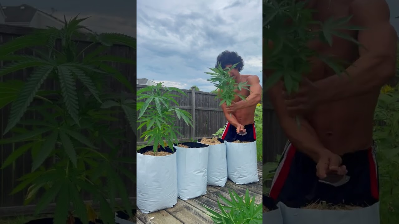 Grow Cannabis Day 1-120🍃⛽️Easy Seed to Harvest