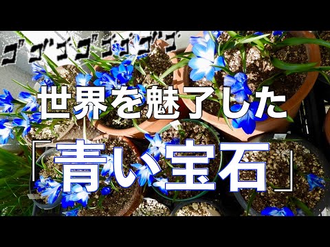 青いガラガラの花 植物
