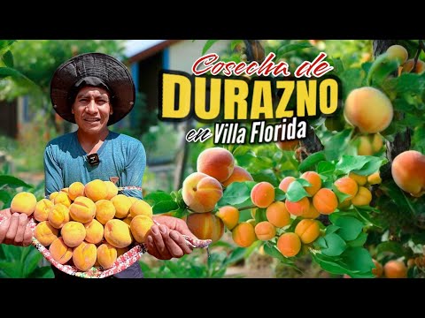 Tremenda cosecha de Durazno en la chacra de Huanta 🍑