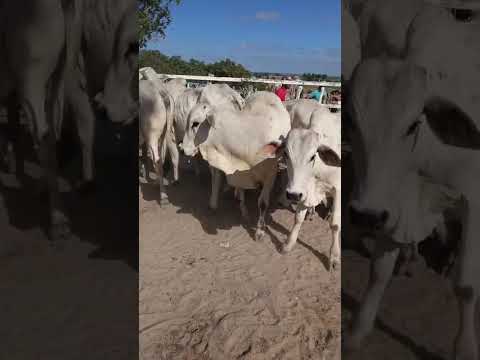 Garroteira nelore de luxo em Jucati-PE