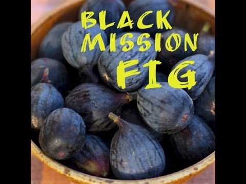 download lagu mp3 mp4 Black Italian Fig Tree Size, download lagu Black Italian Fig Tree Size gratis, unduh video klip Black Italian Fig Tree Size