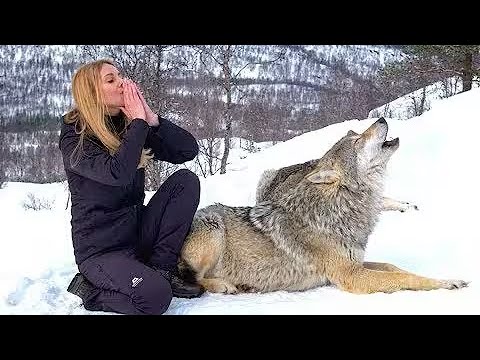 I HOWL WITH NORWEGIAN WOLVES - WOLF HOWL