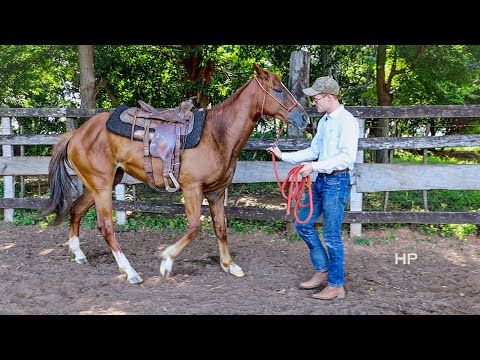 How to Back A Horse Up With A Halter