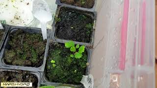 How to grow Strawberries - Seedling establishment with Led Light part 4  (Mars-hydro)