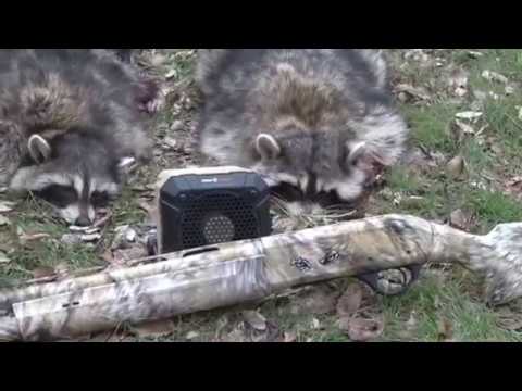 Daytime Raccoon Calling: Hunting Coons in abandoned Houses! Part 1