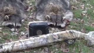 Daytime Raccoon Calling: Hunting Coons in abandoned Houses! Part 1
