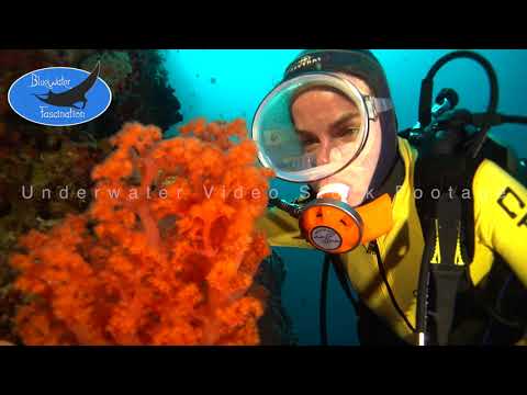 0521_female scuba diver with vintage dive mask observing orange soft coral underwater