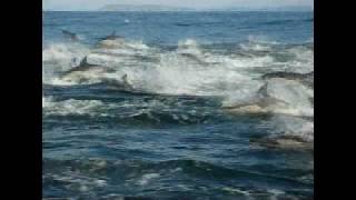 preview picture of video 'Large pod of Dolphins swimming in Plettenberg Bay, South Africa'