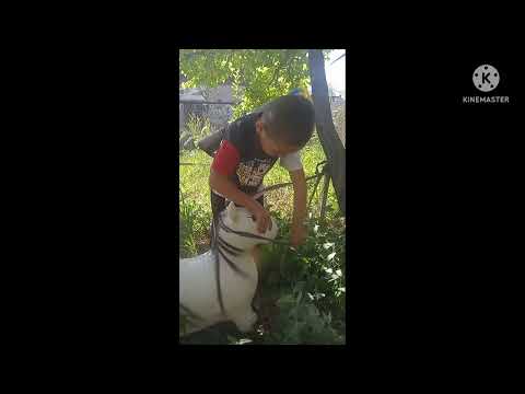 Ильяс бала...