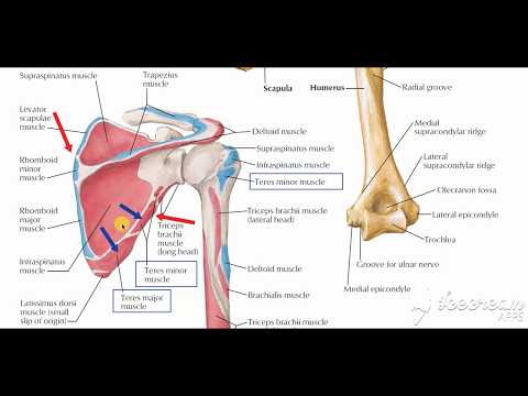 Shoulder muscles attachment 2