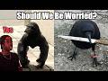 How Crows Gave Earth S Biggest City The Middle Finger