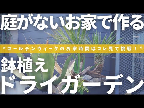 バルコニー テラス用のポットにマグノリア ジーニーの大きな紫色の花