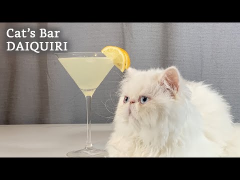 Daiquiri Cocktail  |  Cat Bartender Tutorial