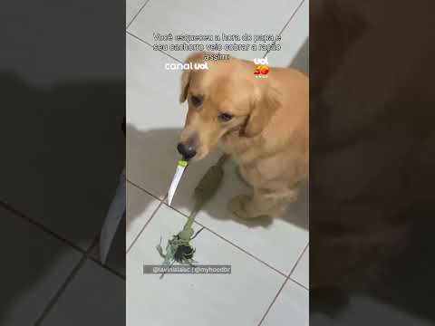 Tutora atrasa a comida e encontra cachorro com faca na boca