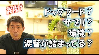 犬の涙焼けってどうやって治すの？　アプローチの方法。