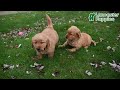 Golden Retriever dogs for sale: Bella - Video 1
