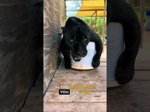 Jaguar vs Black Panther: What’s the Difference? 🐆🌑