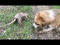 Ever Wonder What Makes A Farm Dog Different From A City Dog