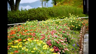 秋の花々と小雨