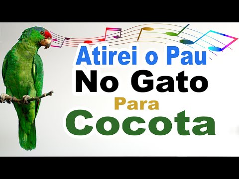 atirei o pau no gato para cocota - atirei o pau no gato para treinar cocota