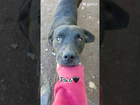 Regalo Pluto splendido cagnolone cerca casa 