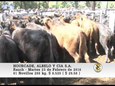 23-02-16 Venta de Novillos - Hourcade, Albelo y Cia S.A. - Rauch.