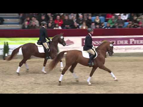 Hengstpräsentation HLG Neustadt/D. am 15.02.2014