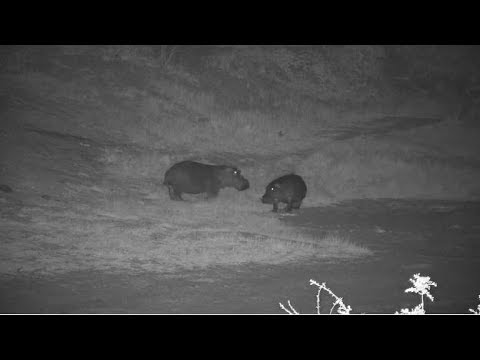 Djuma: Lone Hippo leaves pan and meets another one coming - 20:27 - 08/14/19