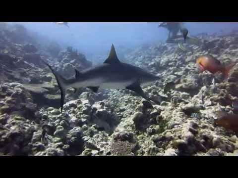  Diving in YAP, Mikronesien im Südpazifik mit Haien und Mantas