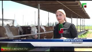 В 2019 году численность КРС в Ачхой-Мартановском районе увеличилась на 15%