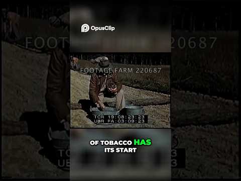 American Tobacco: From Farms to Your First Puff!